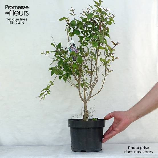 Lilas de Chine - Syringa microphylla Superba Pot de 2L/3L - Image 2