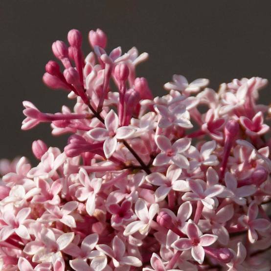 Lilas de Chine - Syringa microphylla Superba Pot de 2L/3L - Image 1