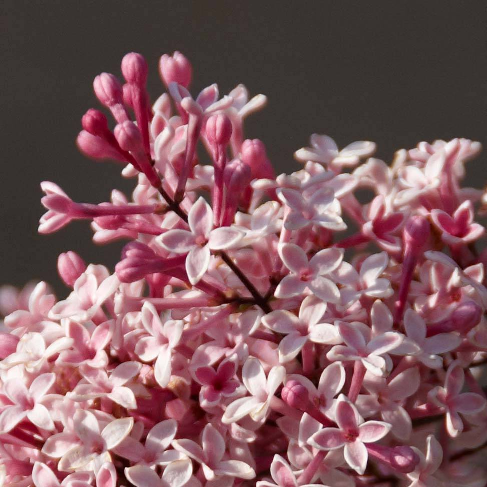 Lilas de Chine - Syringa microphylla Superba Pot de 2L/3L - Image 1