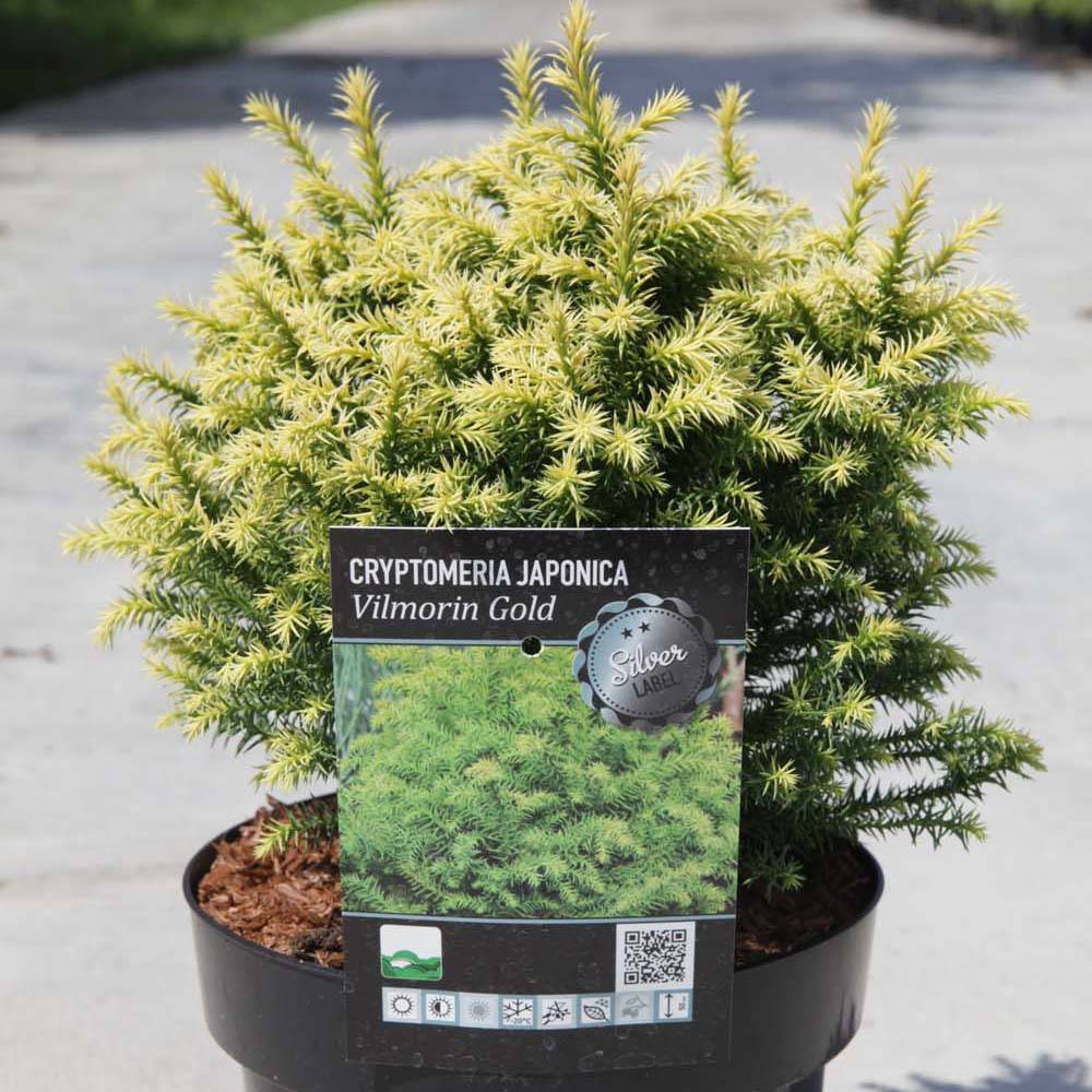 Cryptomeria japonica Vilmorin Gold Pot de 2L/3L - Image 1