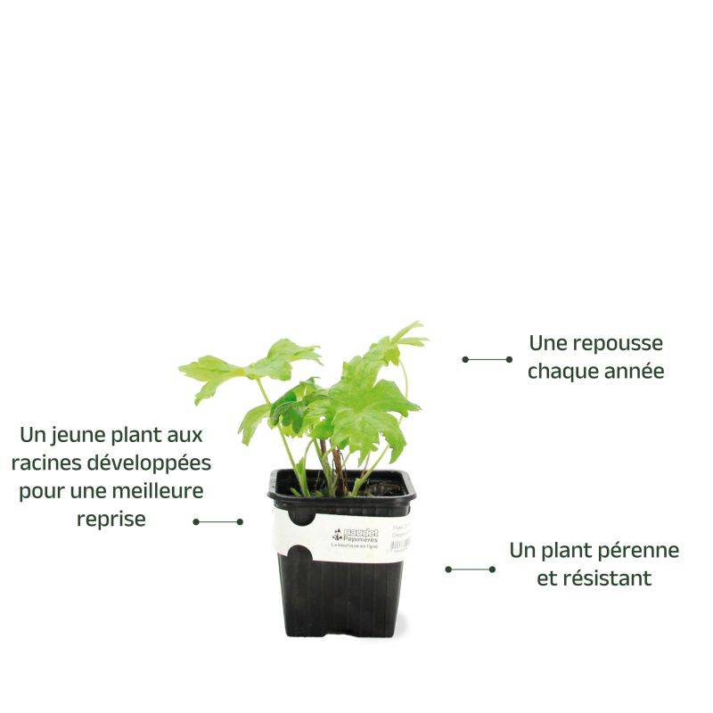 3 Pieds d'Alouette 'Galahad' (Delphinium 'Galahad') - Lot de 3 vivaces - Pépinières Naudet - Imagen 3