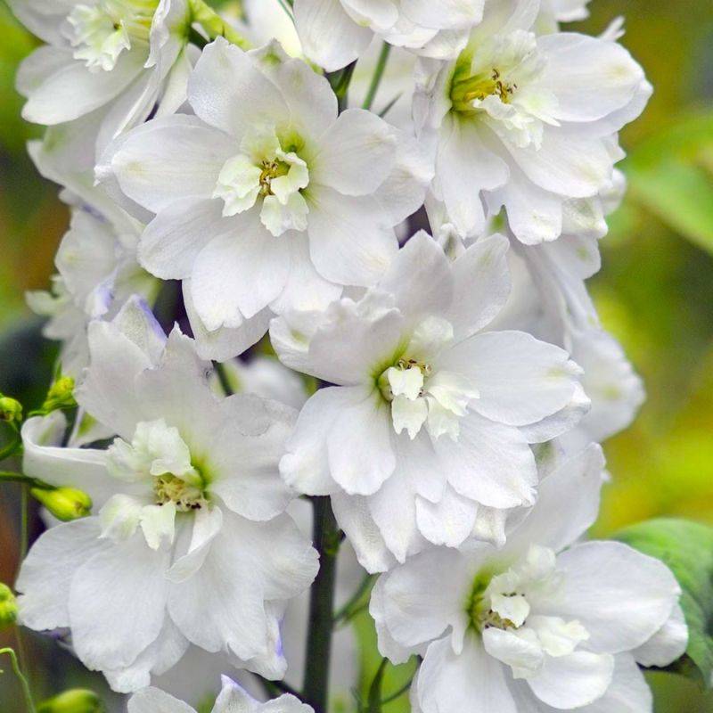3 Pieds d'Alouette 'Galahad' (Delphinium 'Galahad') - Lot de 3 vivaces - Pépinières Naudet