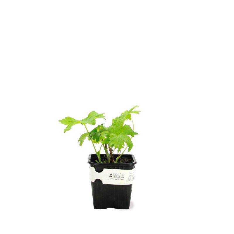 3 Pieds d'Alouette 'Galahad' (Delphinium 'Galahad') - Lot de 3 vivaces - Pépinières Naudet - Imagen 2