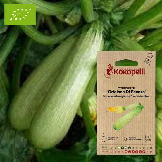 Sachet de graines bio à semer - Courgette Ortolana Di Faenza- Association Kokopelli