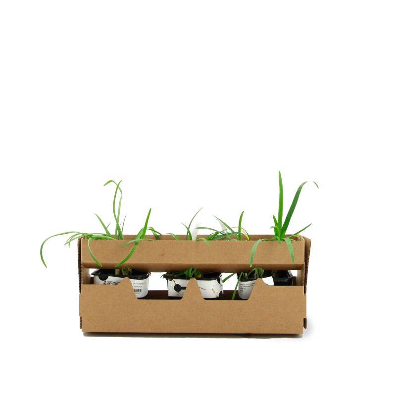 3 Étoiles de Printemps 'Uniflorum' (Ipheion 'Uniflorum') - Lot de 3 vivaces - Pépinières Naudet - Imagen 4
