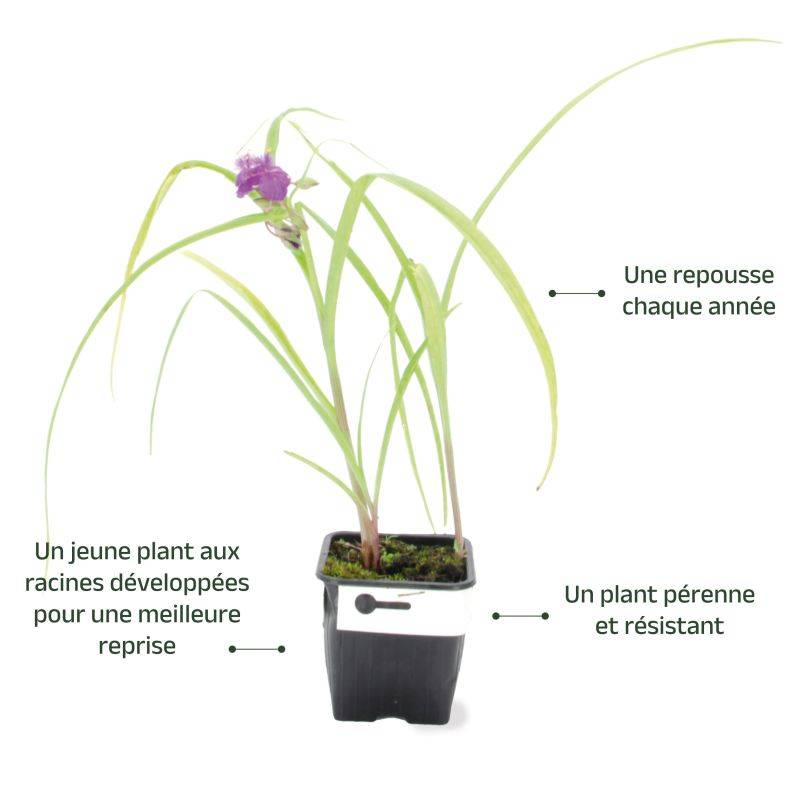3 Étoiles de Printemps 'Uniflorum' (Ipheion 'Uniflorum') - Lot de 3 vivaces - Pépinières Naudet - Imagen 3
