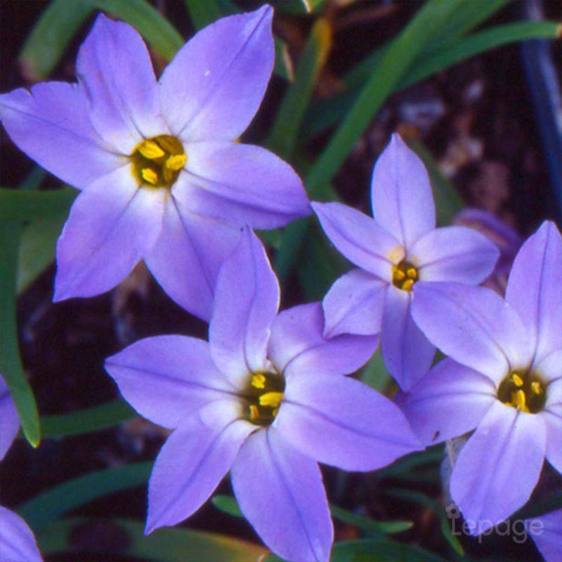 3 Étoiles de Printemps 'Uniflorum' (Ipheion 'Uniflorum') - Lot de 3 vivaces - Pépinières Naudet - Imagen 1
