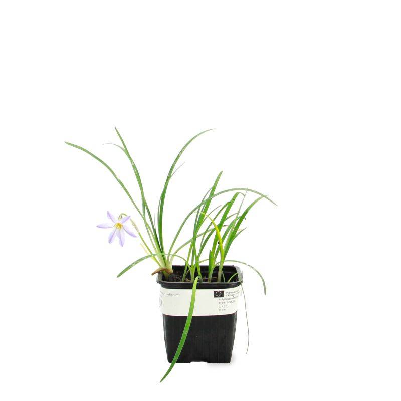 3 Étoiles de Printemps 'Uniflorum' (Ipheion 'Uniflorum') - Lot de 3 vivaces - Pépinières Naudet - Imagen 2