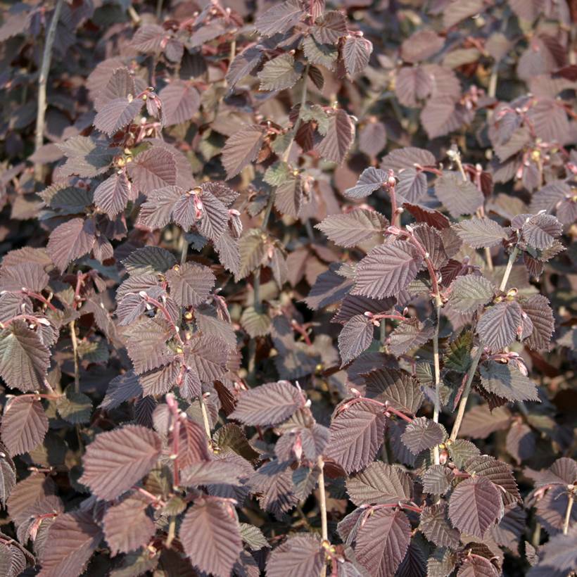 Noisetier Syrena - Corylus avellana Pot de 12L/15L