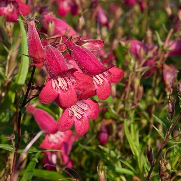 Penstemon hybride Garnet - Galane Godet de 8/9 cm