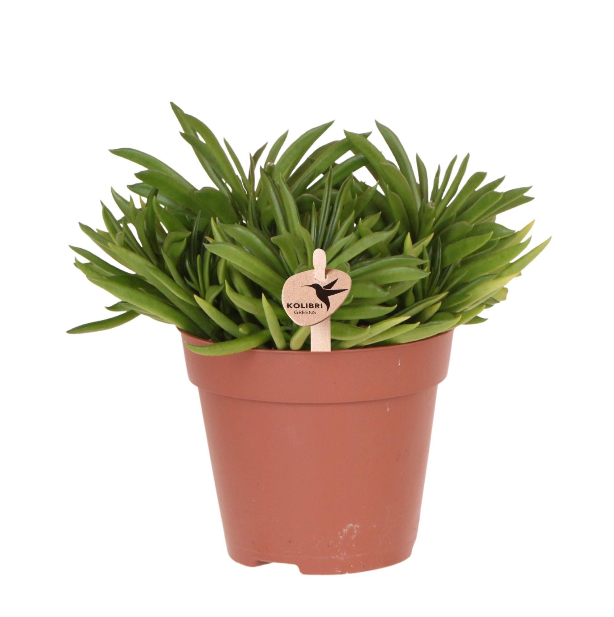 Succulente Happy Beam (Sedeveria) - Pot de 12cm - Plantes d'intérieur - Image 1