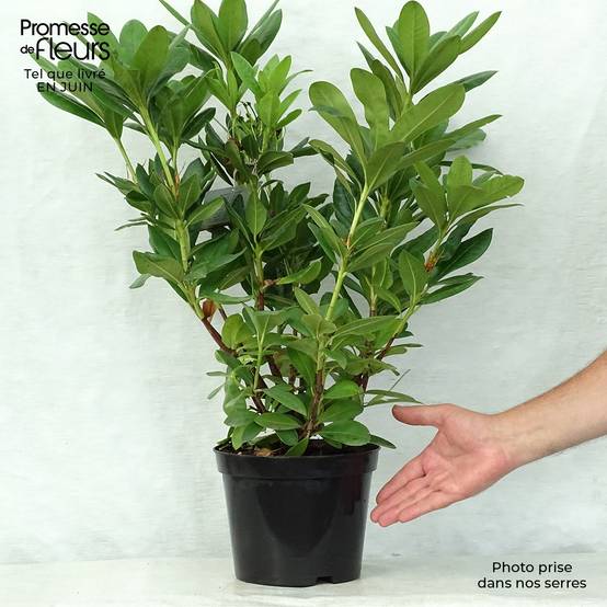 2l Pot Rhododendron Rhododendron hybride Cosmopolitan Pot de 2L/3L - Jardiland