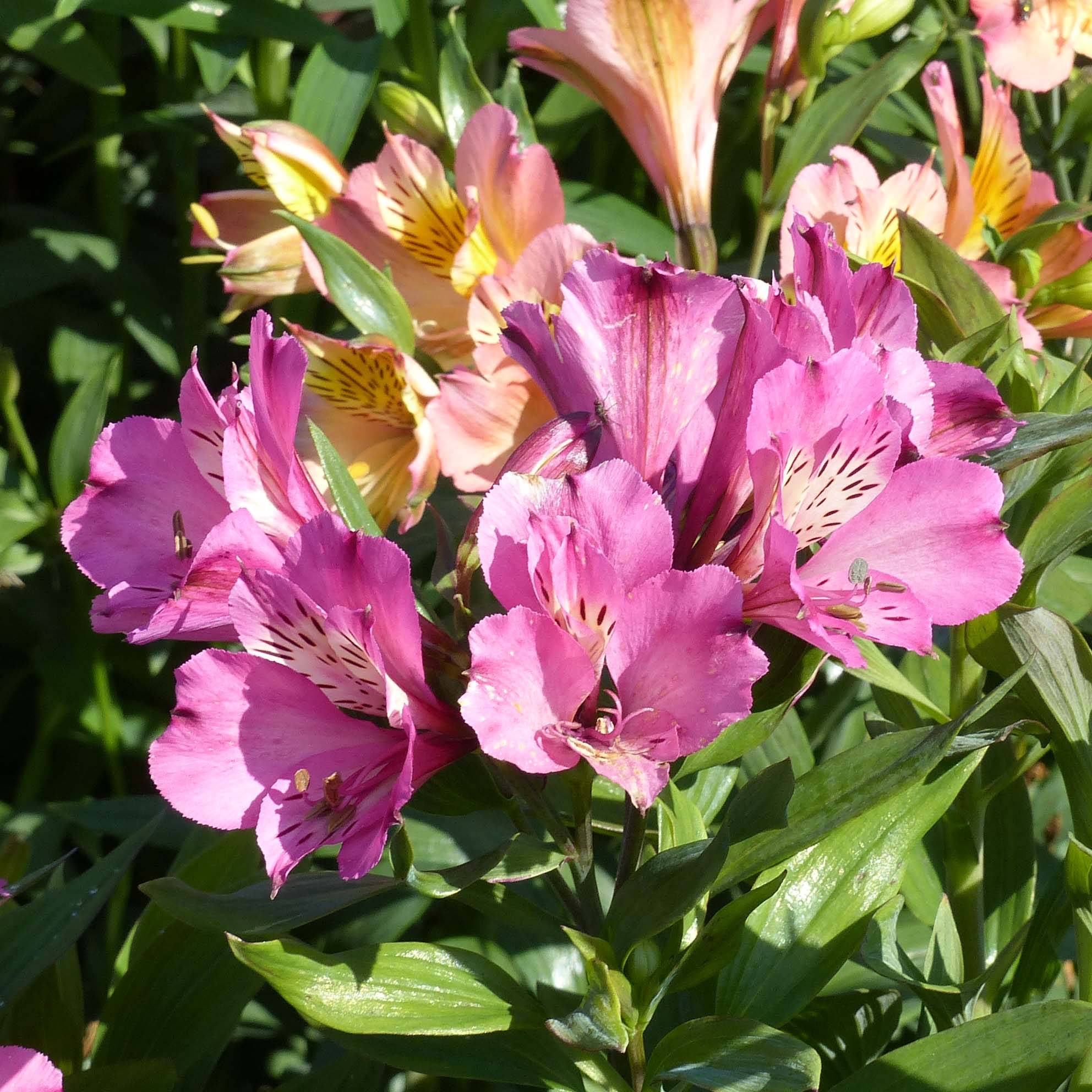 Alstroemeria Garden Summer Saint - Lis des Incas Motte 4 cm x 4,5 cm, Plant vert de 3 à 5 cm de haut (par 3)