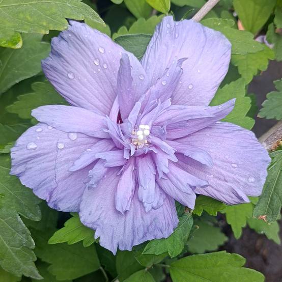Hibiscus syriacus Blue Chiffon - Althea bleu double Pot de 2L/3L - Image 1