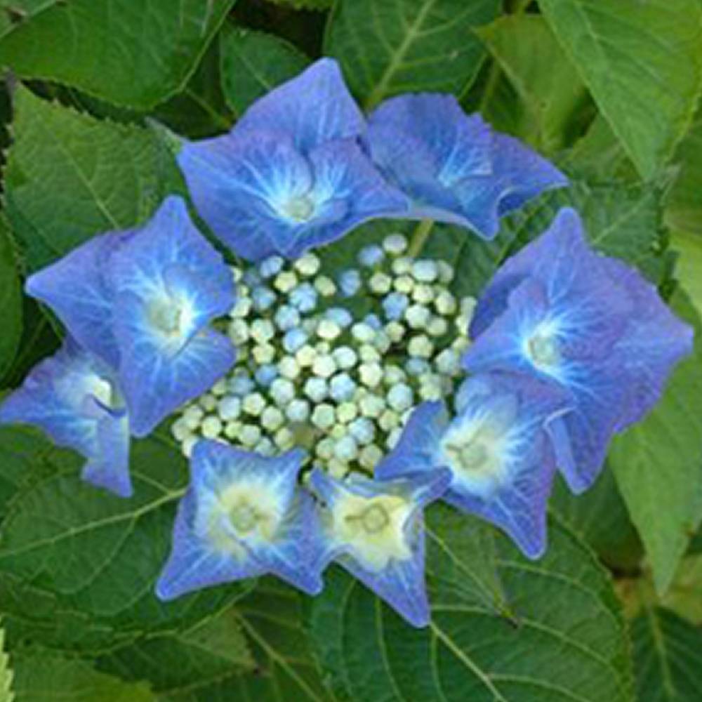 Gardenersdream - Hortensia 'Teller Bleu' arbuste à feuilles caduques plante vivace en pot - GardenersDream - Imagen 3