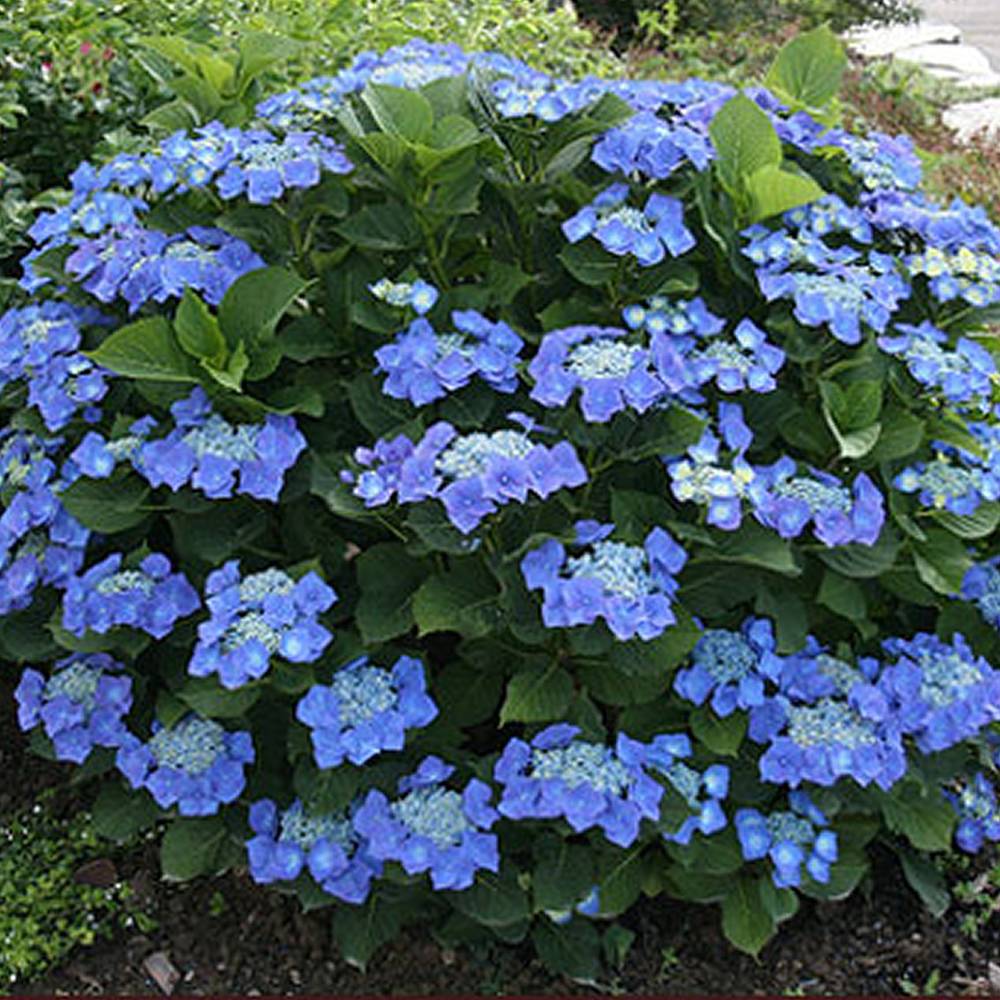 Gardenersdream - Hortensia 'Teller Bleu' arbuste à feuilles caduques plante vivace en pot - GardenersDream - Imagen 1