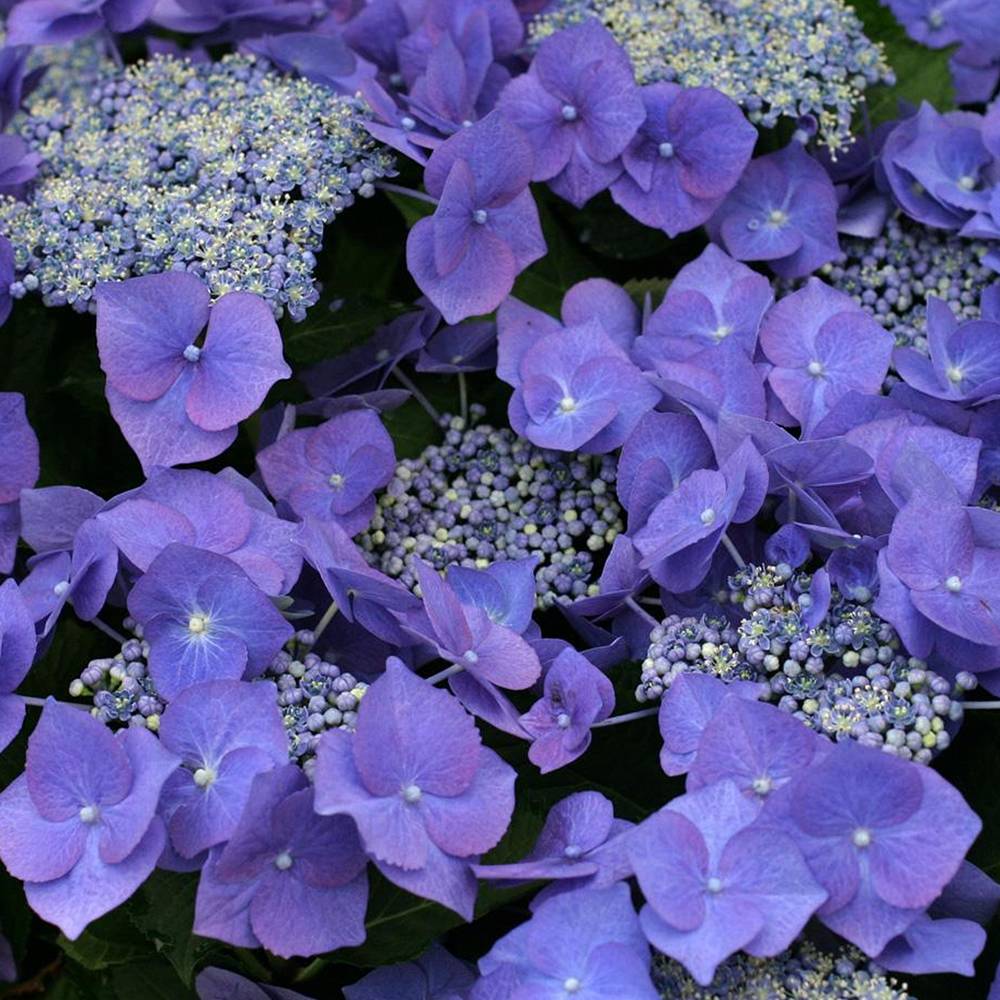 Gardenersdream - Hortensia 'Teller Bleu' arbuste à feuilles caduques plante vivace en pot - GardenersDream - Imagen 2