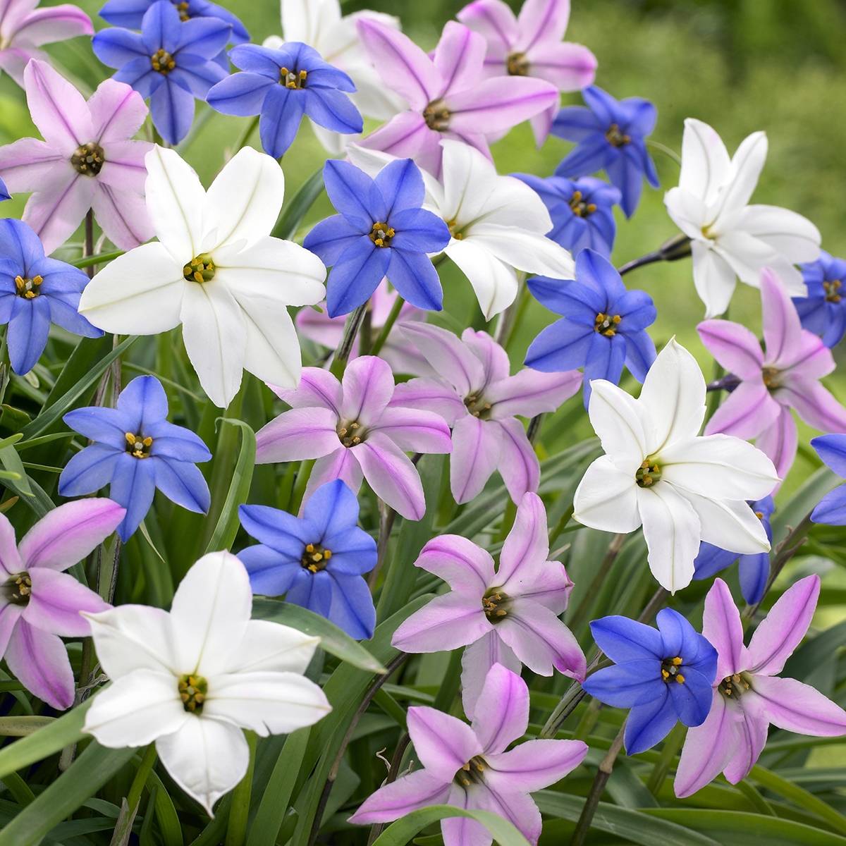 Promesse de Fleurs - Ipheion unflorum en mélange - Etoile du printemps Bulbe calibre I (par 10)