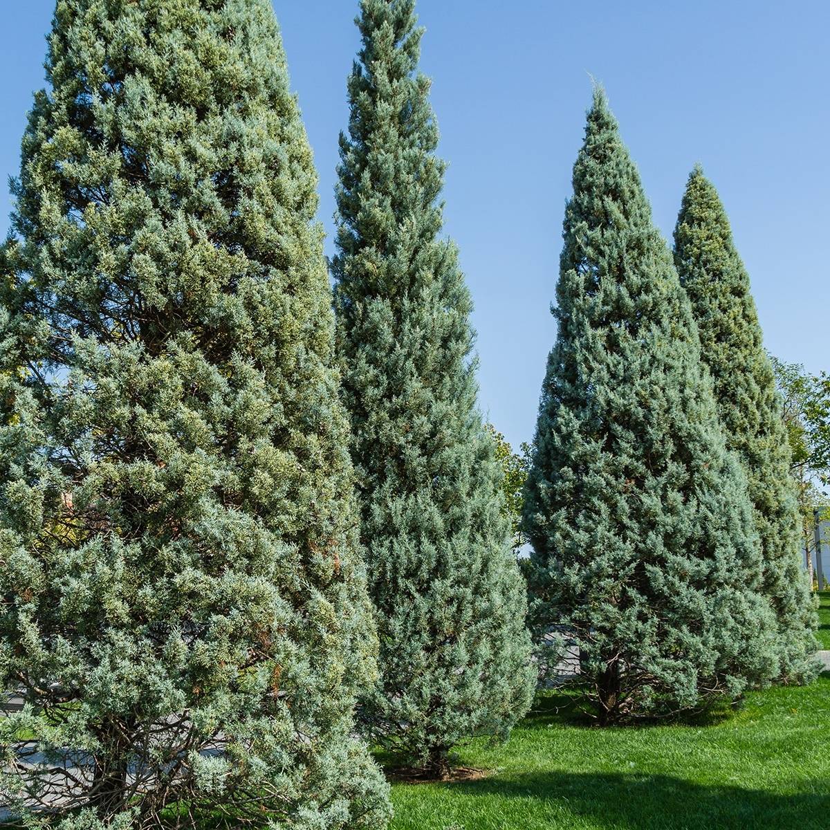 Cyprès de l'Arizona Fastigiata - Cupressus arizonica Pot de 18L/20L, Buisson, Touffe