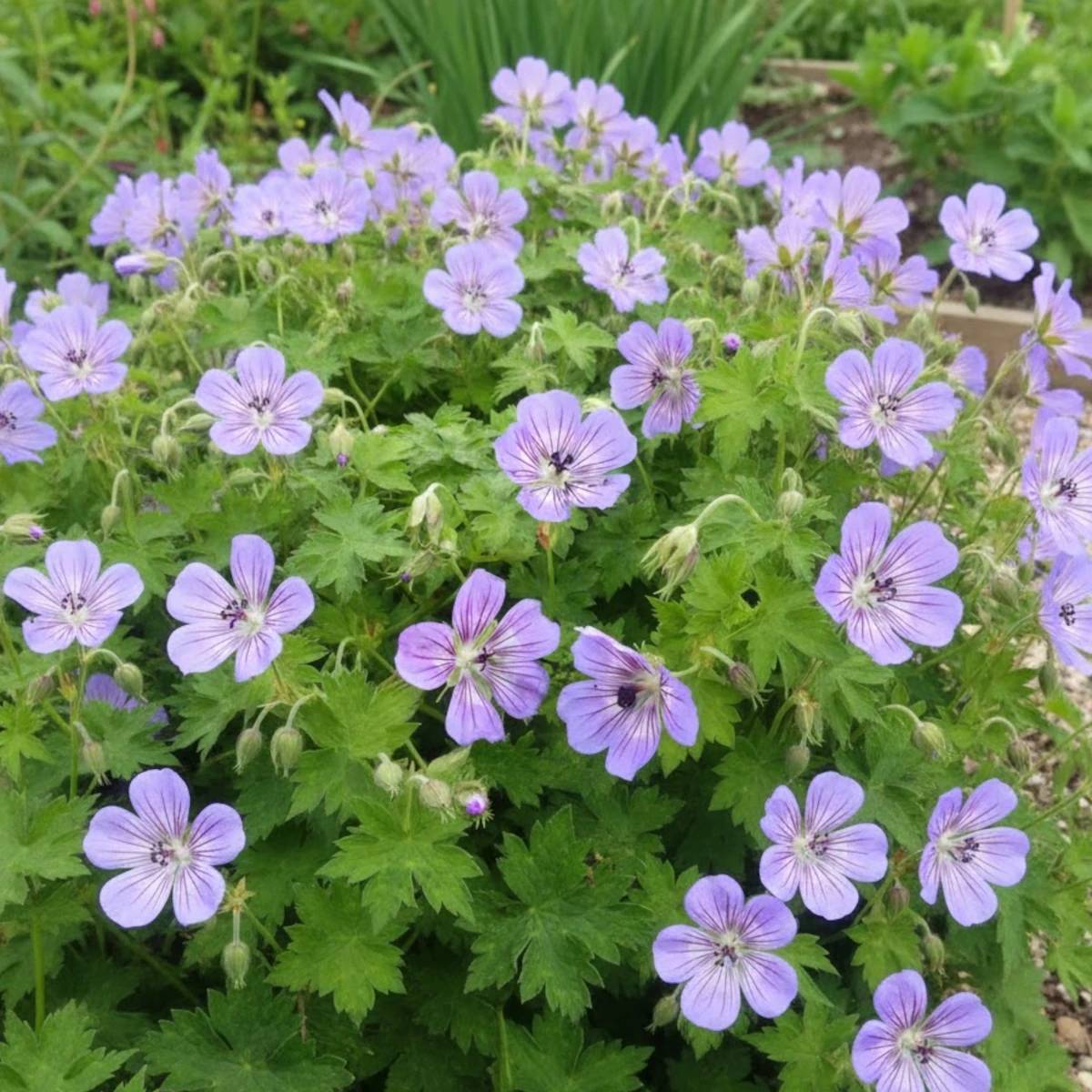 Géranium vivace Havanas Blues® à fleurs Bleue/ - feuillage Persistant - Godet - 5/20 cm - Imagen 1