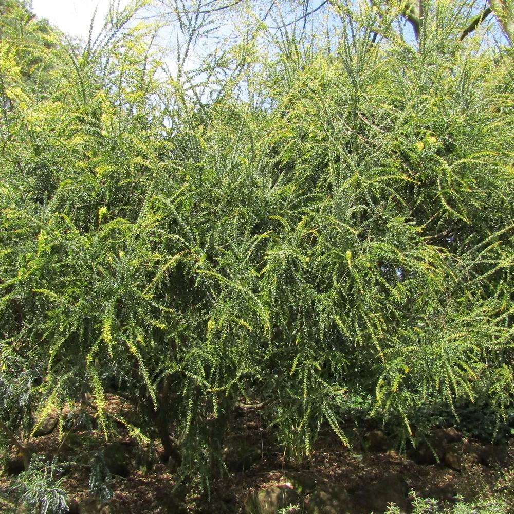 Mimosa à feuille triangulaire à fleurs Jaune/ - feuillage Persistant - Pot de 3L - 40/60 cm