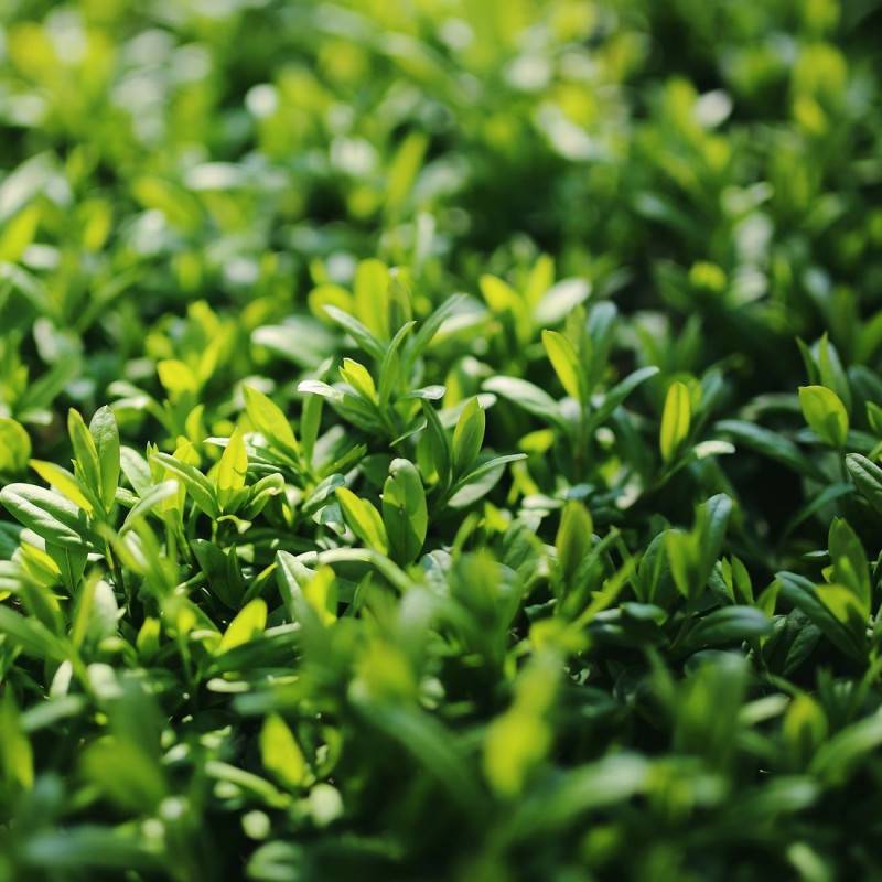 Troène commun Atrovirens, Ligustrum à fleurs Blanche - feuillage Caduc - Pot de 4L - 40/60 cm-  hauteur à maturité De 1,50 m à 2,00 m - Imagen 1