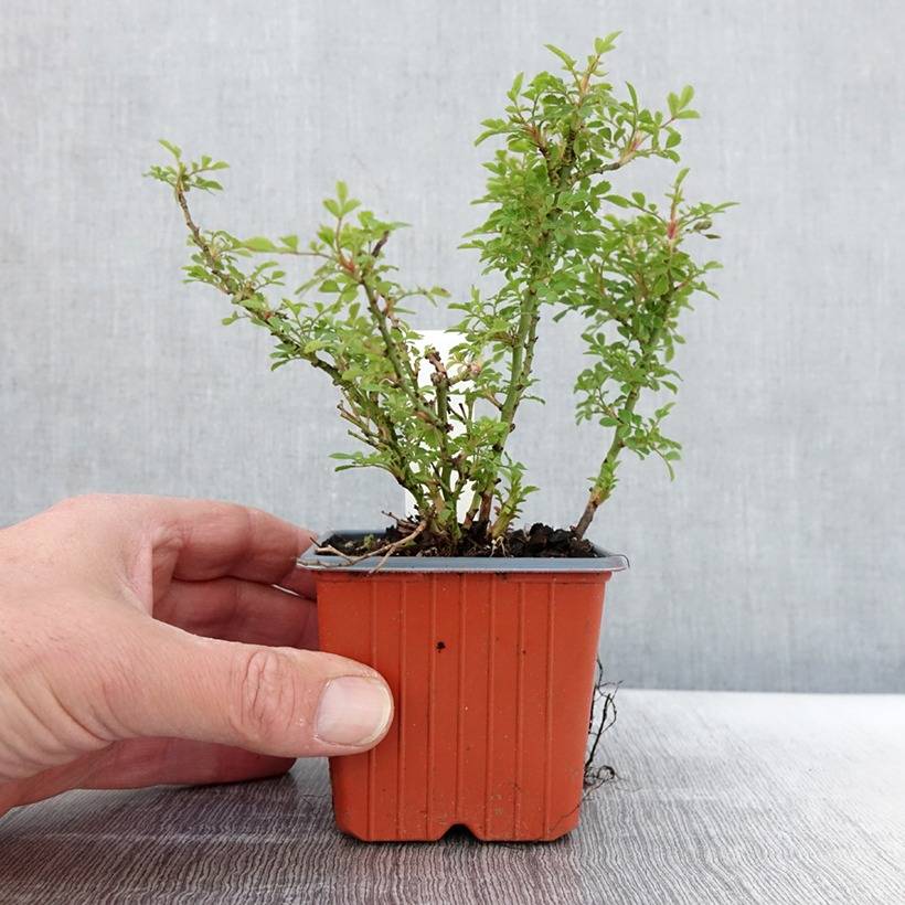 Promesse de Fleurs - Rosier miniature Cutie Pie Godet de 8/9 cm - Image 3