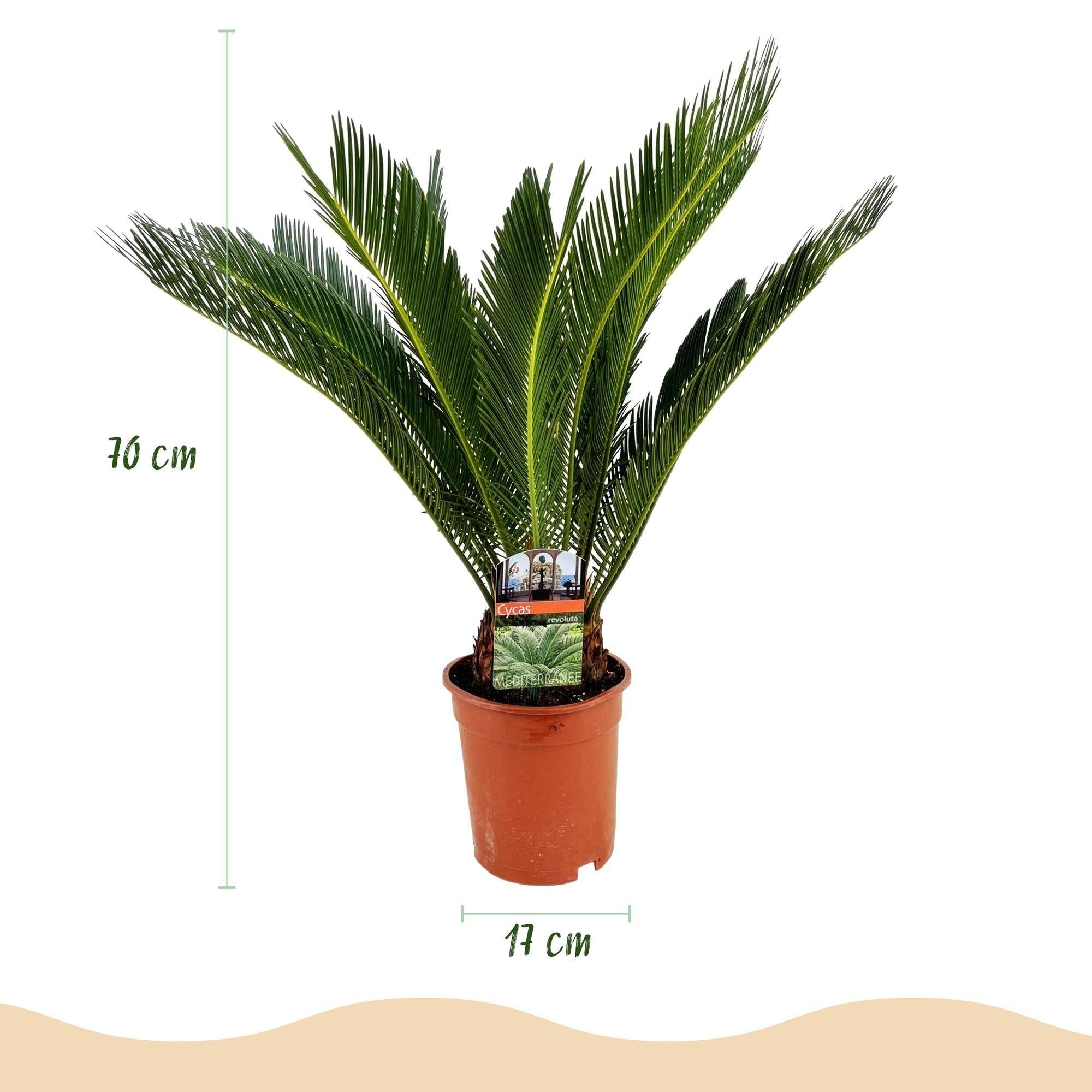 Palmier Sago Cycas Revoluta - D17 H70cm - Image 4