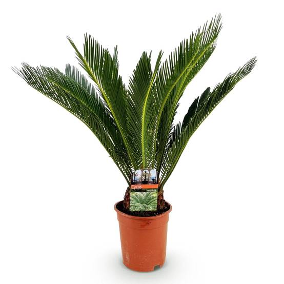 Palmier Sago Cycas Revoluta - D17 H70cm - Image 3
