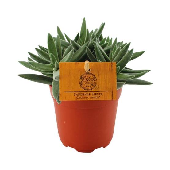 La Green Touch - Crassula Tenelli - Plante grasse - H 15 cm, pot Ø10 cm - Image 1
