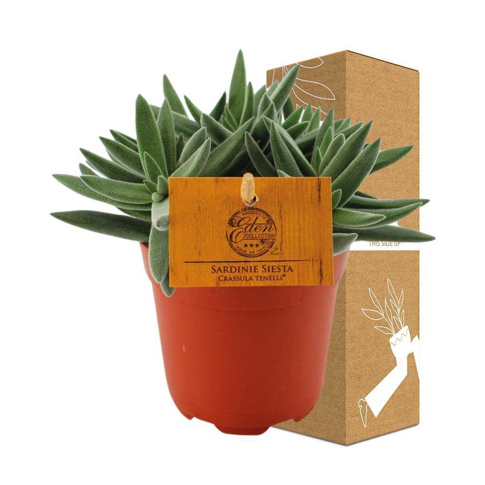La Green Touch - Crassula Tenelli - Plante grasse - H 15 cm, pot Ø10 cm - Image 3