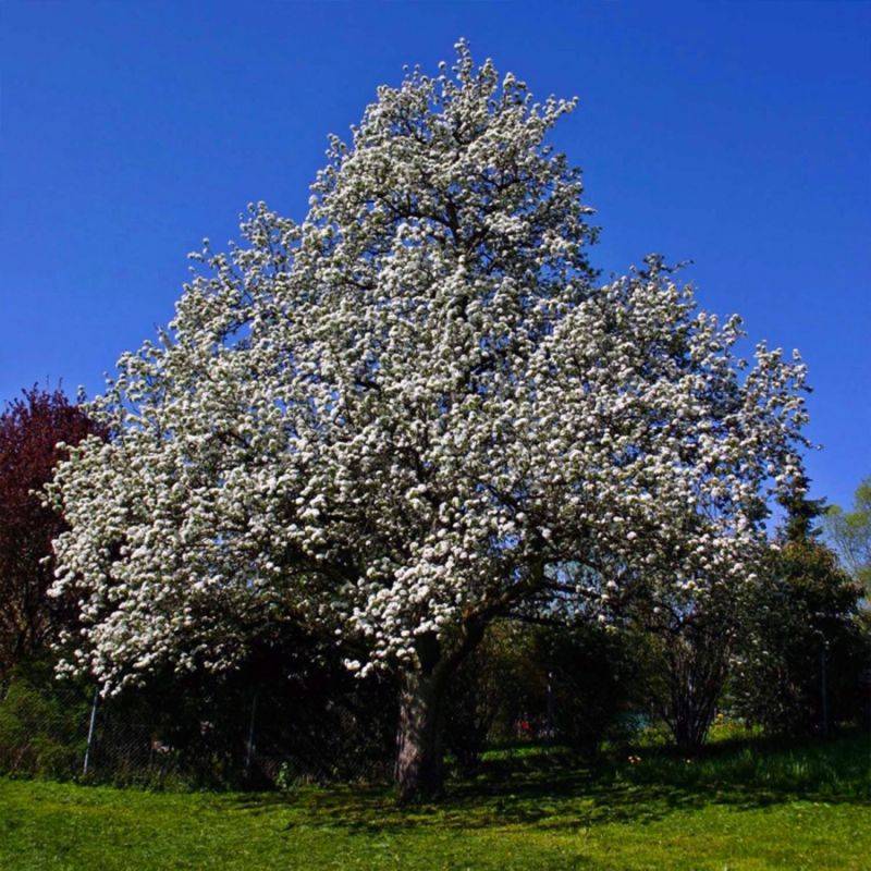Poirier 'Doyenné du Comice' (Pyrus communis 'Doyenné du Comice') - Scion de 100cm - Pépinières Naudet - Imagen 2