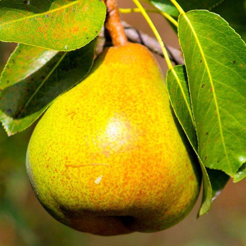 Poirier 'Doyenné du Comice' (Pyrus communis 'Doyenné du Comice') - Scion de 100cm - Pépinières Naudet - Imagen 1