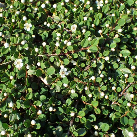 Cotoneaster congestus Pot de 7,5L/10L, Tige, Tige de 80 - Image 1