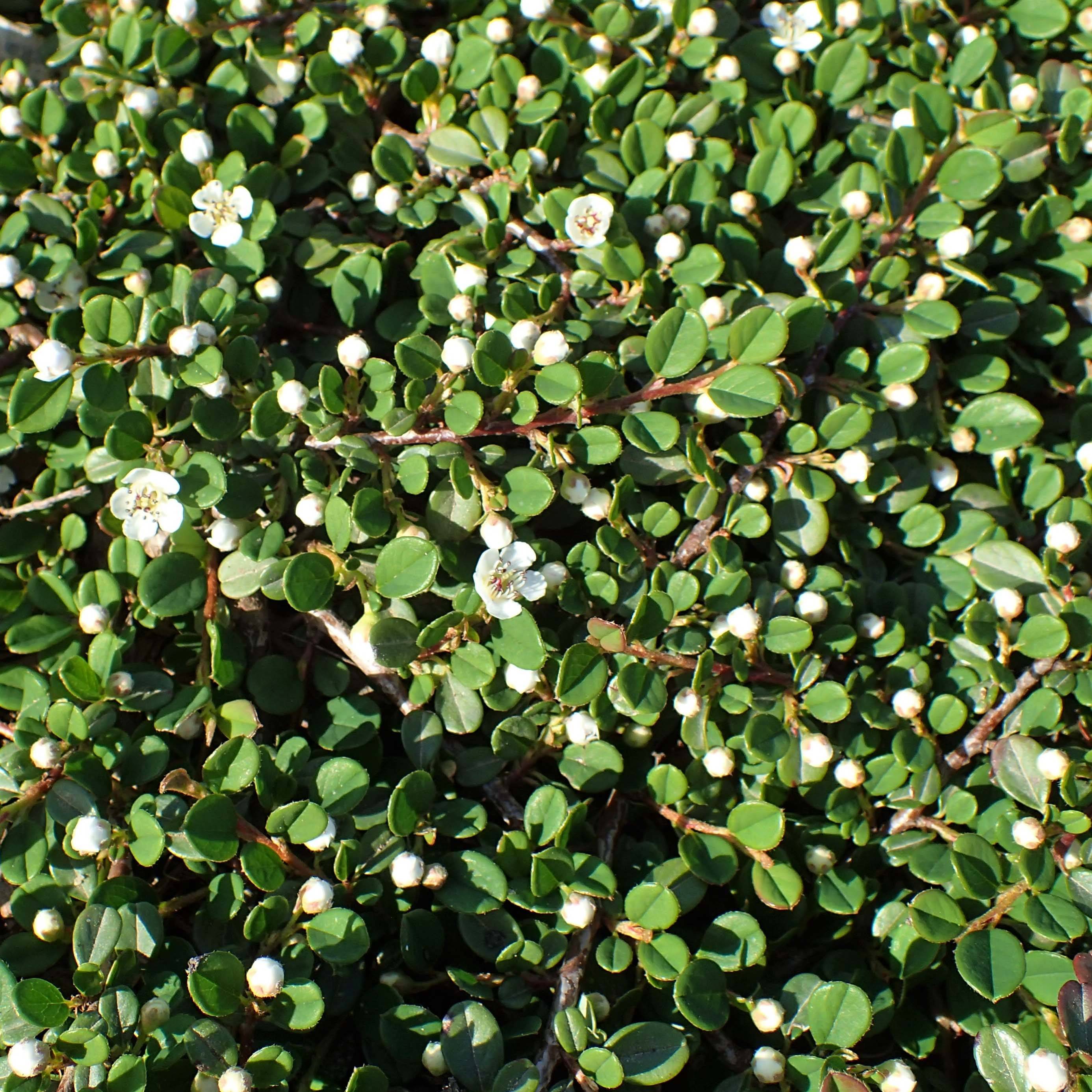 Cotoneaster congestus Pot de 7,5L/10L, Tige, Tige de 80 - Image 1