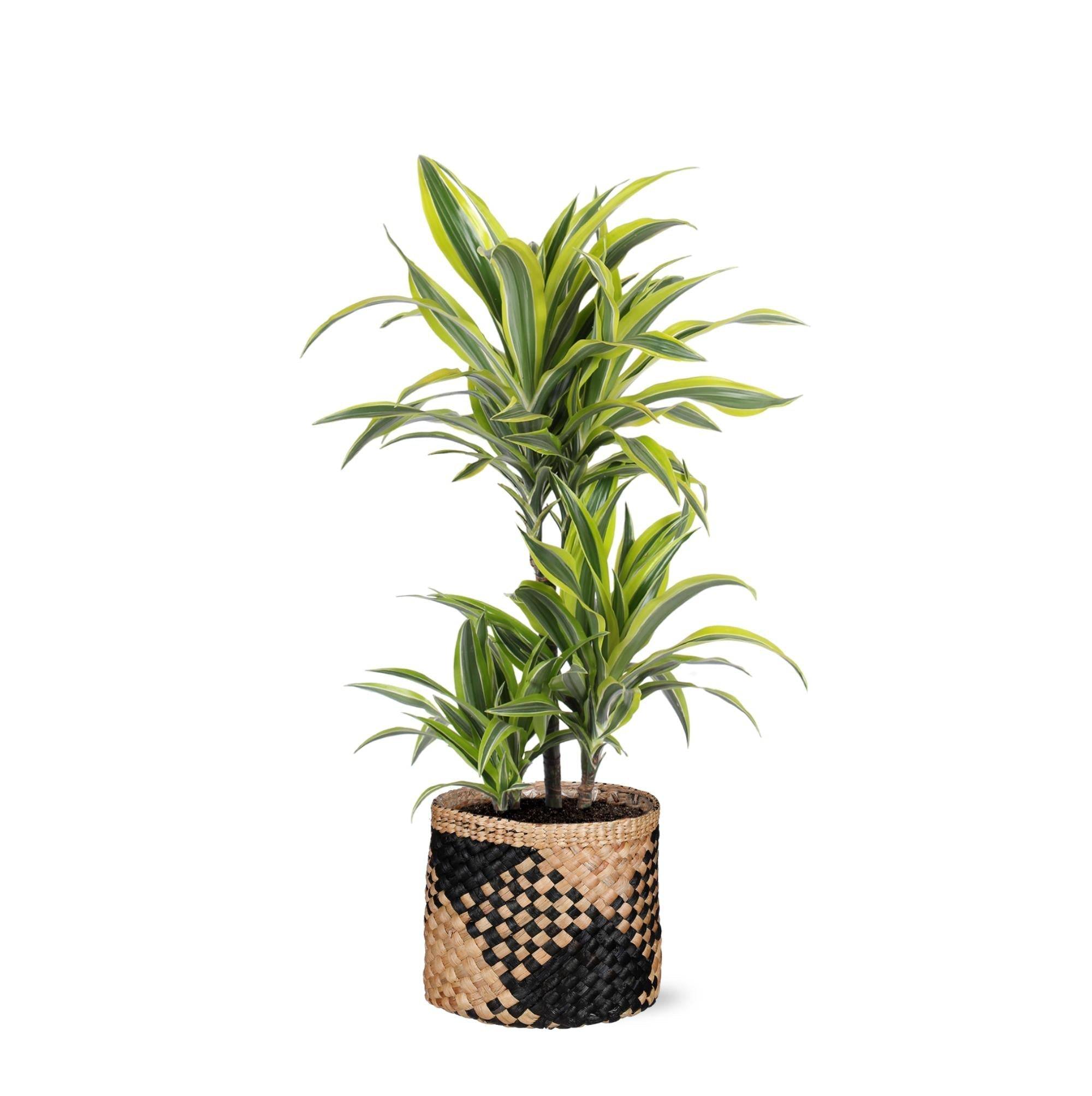 La Green Touch - Dracaena Lemon Lime et son pot- La Green Touch Panier naturel Noir - Hauteur 65cm