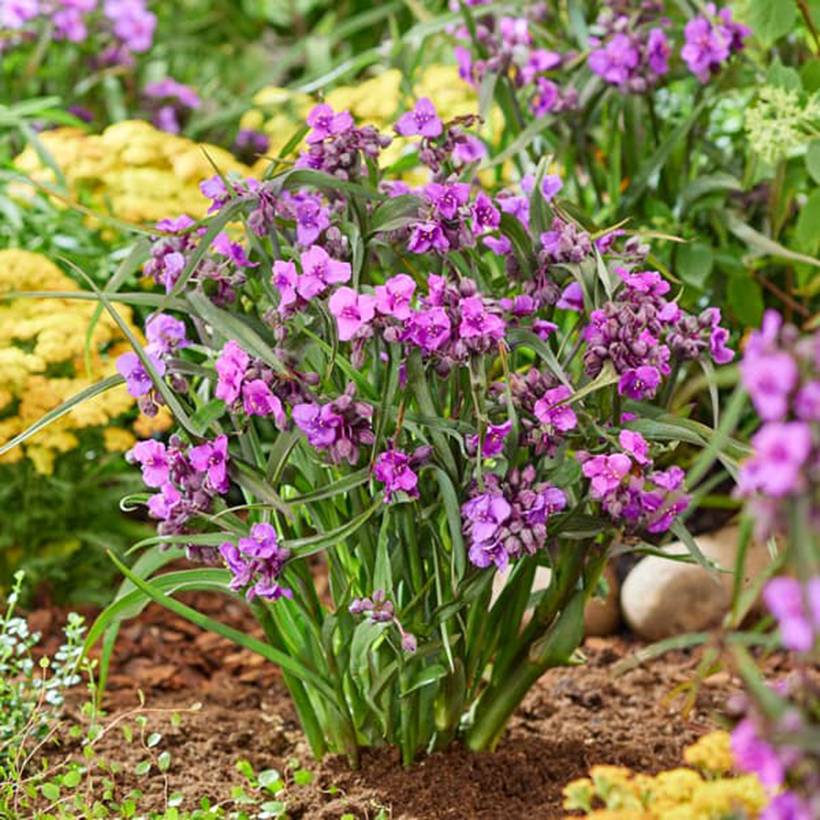 Promesse de Fleurs - Éphémère de Virginie - Tradescantia andersoniana JS Brainstorm Pot de 12 cm / 13 cm