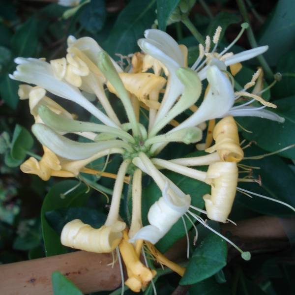 Promesse de Fleurs - Chèvrefeuille Scentsation - Lonicera periclymenum Pot de 3L/4L