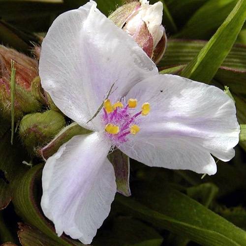 Tradescantia andersoniana Domaine de Courson Godet de 8/9 cm - Image 1