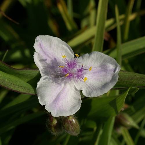 Tradescantia andersoniana Domaine de Courson Godet de 8/9 cm - Image 2
