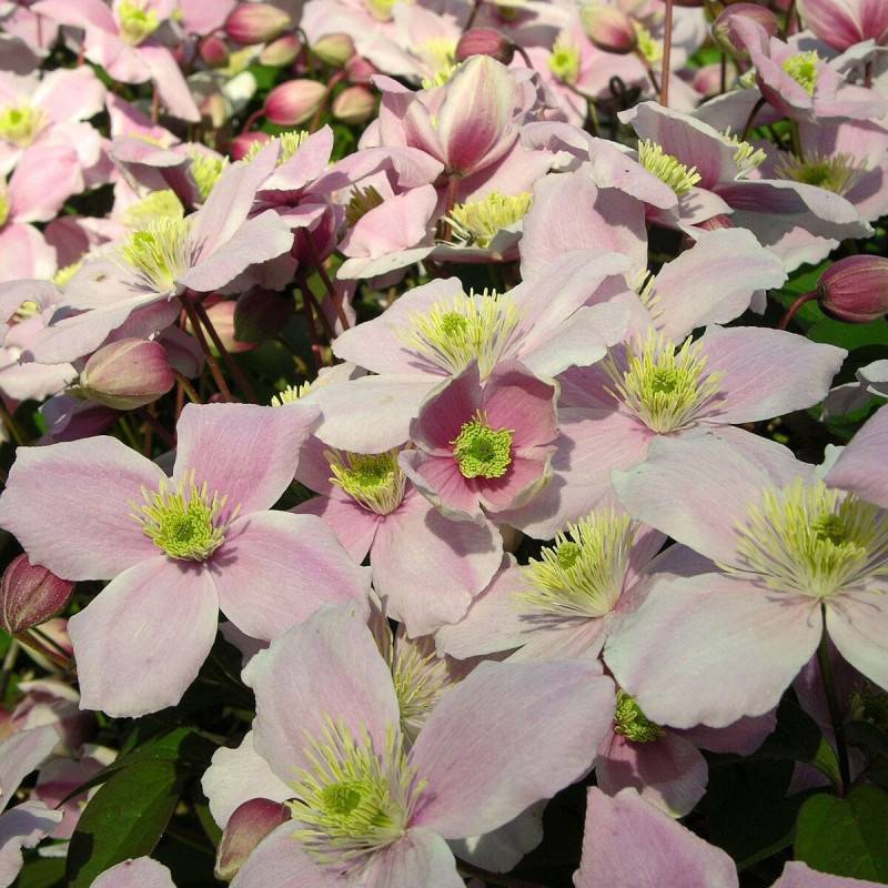 Clématite montana Pink Perfection à fleurs Rose - feuillage Caduc - Pot de 3L - Echelle bambou 60/120 cm-  hauteur à maturité De 5,00 m à 10,00 m - Imagen 9