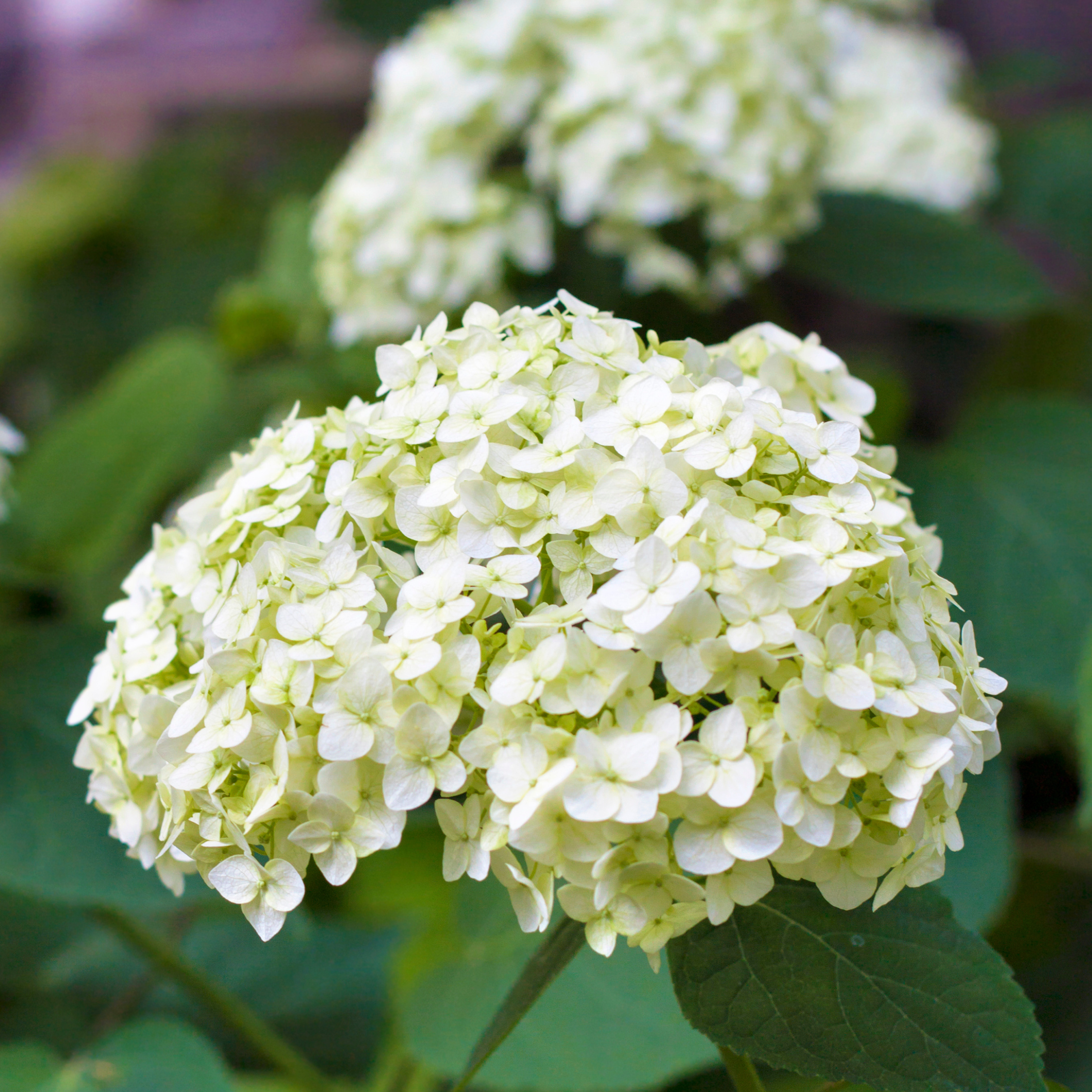 Hortensia - Set de 3 - Hydrangea macrophylla - Hauteur 25-40cm - ⌀9cm - Image 4