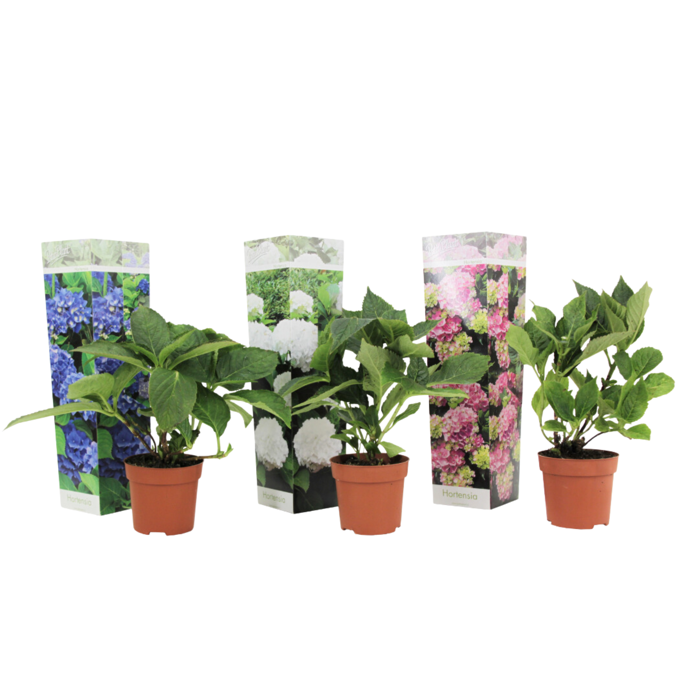Hortensia - Set de 3 - Hydrangea macrophylla - Hauteur 25-40cm - ⌀9cm - Image 1