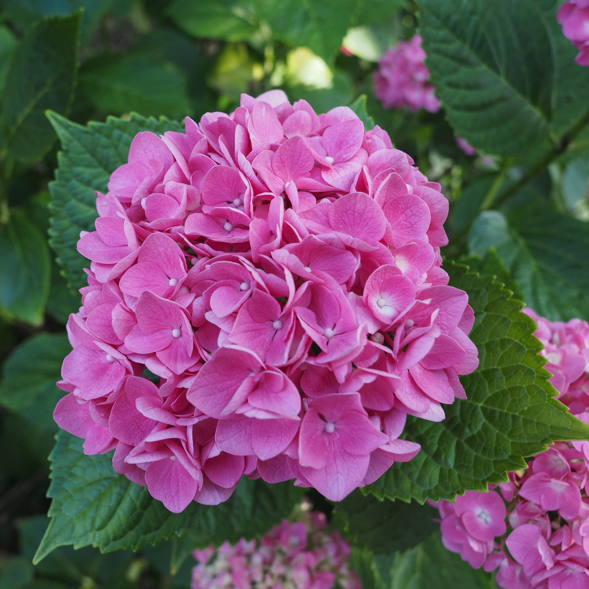 Hortensia - Set de 3 - Hydrangea macrophylla - Hauteur 25-40cm - ⌀9cm - Image 3