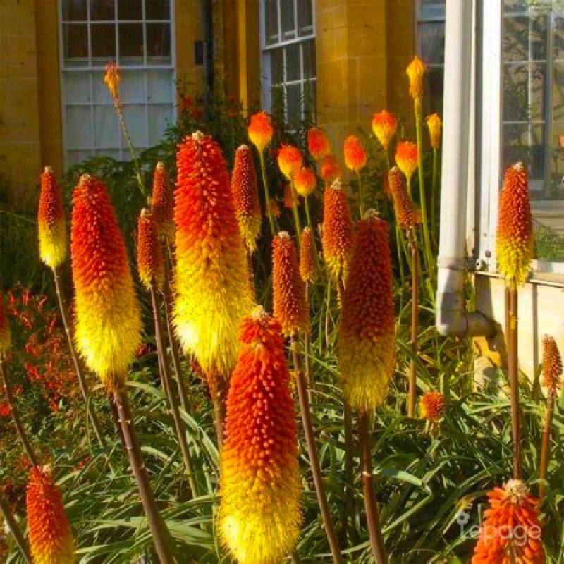 3 Tisons de Satan (Kniphofia Rooperi) - Lot de 3 vivaces - Pépinières Naudet - Imagen 1