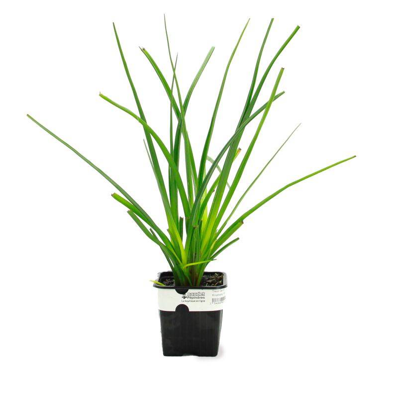 3 Tisons de Satan (Kniphofia Rooperi) - Lot de 3 vivaces - Pépinières Naudet - Imagen 2