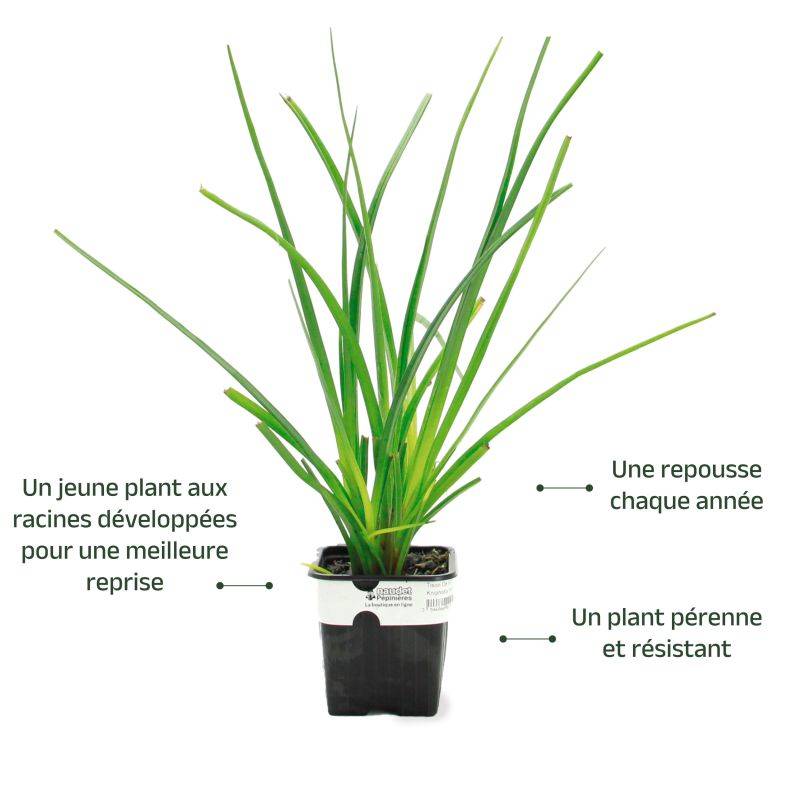3 Tisons de Satan (Kniphofia Rooperi) - Lot de 3 vivaces - Pépinières Naudet - Imagen 3