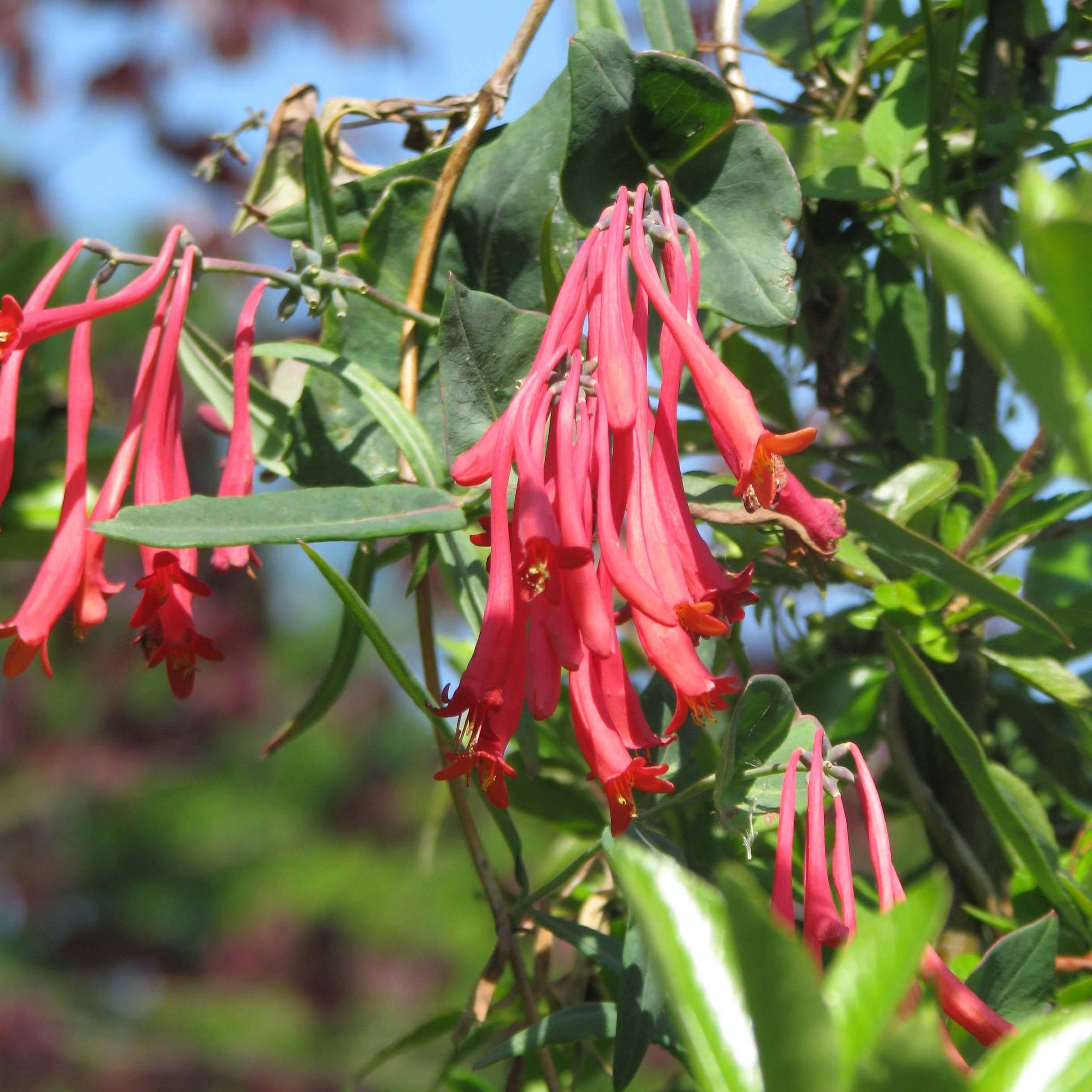 Promesse de Fleurs - Chèvrefeuille - Lonicera sempervirens Cedar Lane Pot de 1,5L/2L
