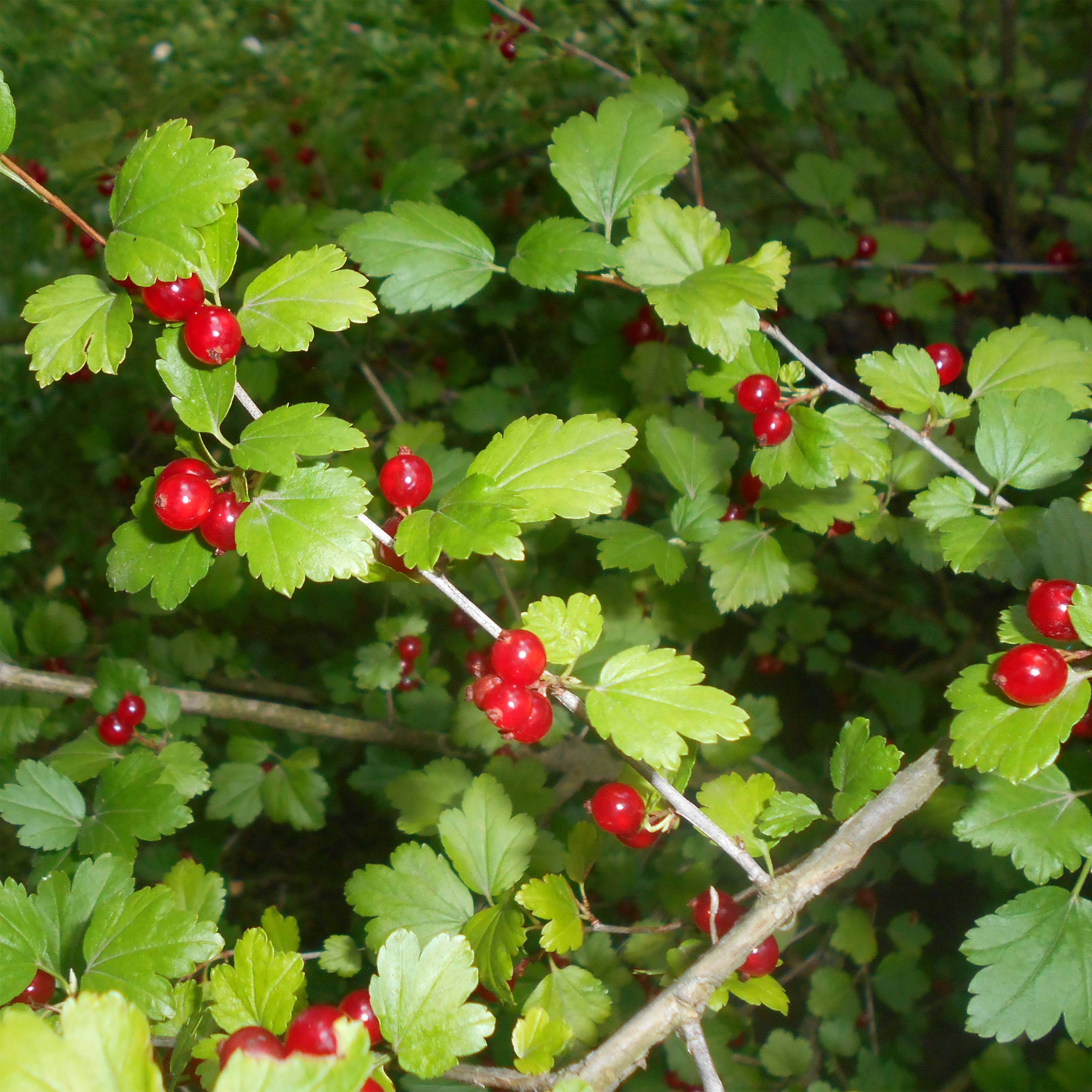 Ribes alpinum - Groseillier des Alpes. Pot de 2L/3L