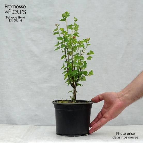 Ribes alpinum - Groseillier des Alpes. Pot de 2L/3L - Image 2